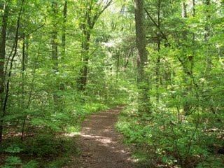 Caryl Park Trail and Trees